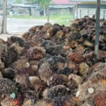 Harga Sawit Di Kaltara Rp2.423,33/Kg! Naik, Sepanjang Juni..
