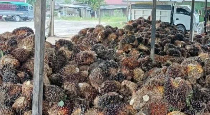 Harga Sawit Di Kaltara Rp2.423,33/Kg! Naik, Sepanjang Juni..